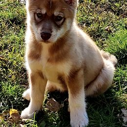 Siberian Huskies from Sterling Siberian Huskies