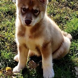 Siberian Huskies from Sterling Siberian Huskies