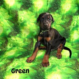 Green - Black and rust male Doberman Pinscher puppy in Louisville, Kentucky from Ruiz Dobermans