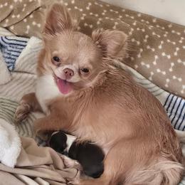 Bree - Chihuahua
