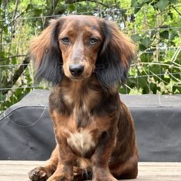 Dachshund puppies from RBP Dachshunds