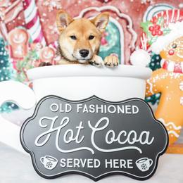 Shiba Inu puppies from Bluebonnet Shibas