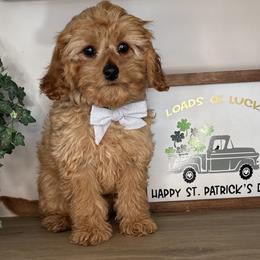 Spruce - Green Collar - Red male Cavapoo puppy in South Jordan, Utah from Simply Sweet Paws. LLC