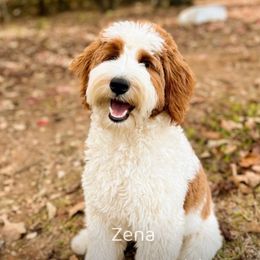 Zena - Goldendoodle