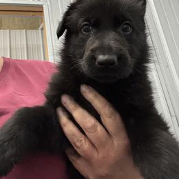 Poppy Vom Top Gun - Black female German Shepherd puppy in Great Cacapon, West Virginia from Top Gun Shepherds, LLC