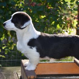 Cardigan Welsh Corgi Puppies from Oakcreek