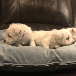 West Highland White Terrier Puppies from CC Leslie’s Westie’s