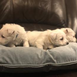 West Highland White Terrier Puppies from CC Leslie’s Westie’s