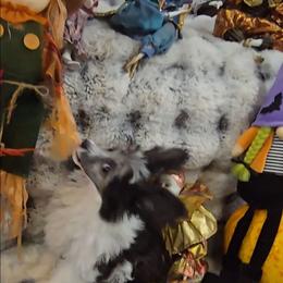 Jasper Long Star Angel - Black and white male Chinese Crested puppy in Amarillo, Texas from Victoria's Chinese Cresteds Long Star Angels