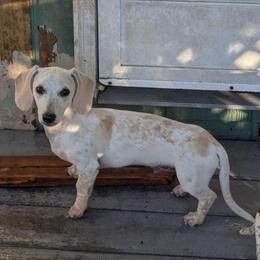 3 Freckles - Piebald male Dachshund puppy in Central Point, Oregon from MRS Long Dog Ranch