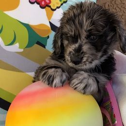 Goldendoodle Puppies from Goodyear golden doodles