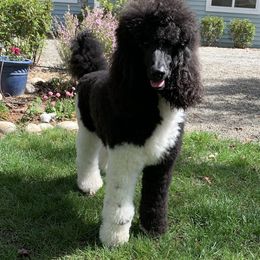 Dancer - Poodle
