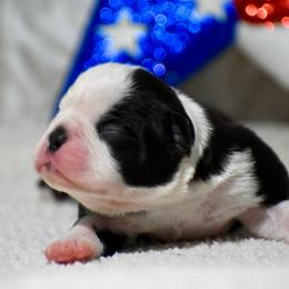 Glory - Black and white female Boston Terrier puppy in Gober, Texas from Trigger Time Kennels