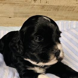 Denver - Black and white male Cockapoo puppy in Richton, Mississippi from Magnolia Hill Doodles