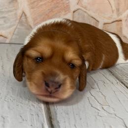 Hazel - Piebald female Dachshund puppy in Miami, Florida from Maitime Dachshund