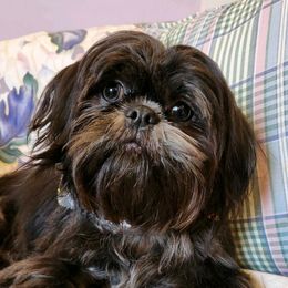 Ruger - Shih Tzu