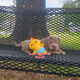 Leonard - Lilac dilute male Chinese Shar-Pei puppy in Minden, Louisiana from Zoey's Waggly Tails