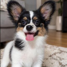 Titus - White black and tan male Papillon puppy in Joshua, Texas from Summertime Kennels
