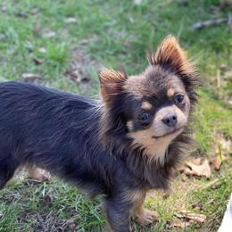 Claire - Chihuahua