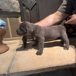 Cane Corso Puppies from Protectors in the Palms