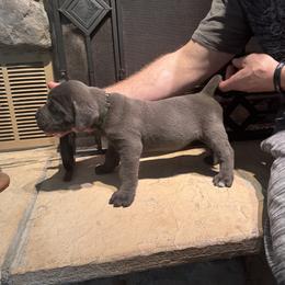 Cane Corso Puppies from Protectors in the Palms