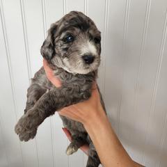 Double Doodle Puppies from Ramazzini Doodles