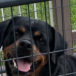 Fiji - Rottweiler