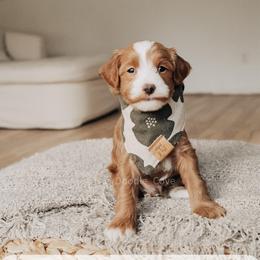 777 - Red  male Goldendoodle puppy in Syracuse, Indiana from The Doodle Cove