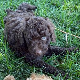 Roscoe - Chocolate male Labradoodle puppy in Lancaster, California from Mini Doodles