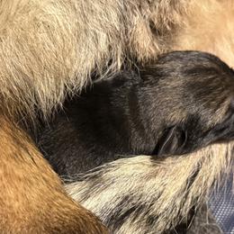 Sable Boy 1 - Sable male German Shepherd puppy in Jacksonville, Florida from El Dorado