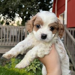 Cavapoo Puppies from Campbell Cavapoos
