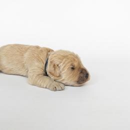 'Barmy' Fotheringay-Phipps - Golden male Golden Retriever puppy in Fairview, Tennessee from Full of Grace Goldens