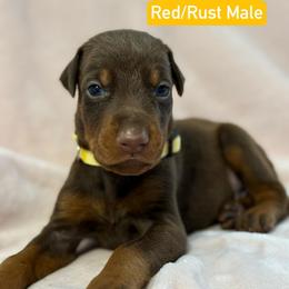 Yellow Collar - Red and rust male Doberman Pinscher puppy in Lake City, Florida from Paintedcrazy Doberman Pinchers
