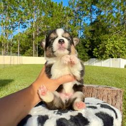 Wooly - Black and white male American Corgi puppy in Florida from Sunrise Corgis