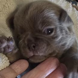 Pug Puppies from Royal House of Pugs