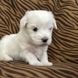 Girl 1 - Coton de Tulear puppy from Gidget Cotons - ACC
