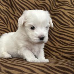 Girl 1 - Coton de Tulear puppy from Gidget Cotons - ACC