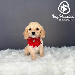 Jessie - Cream female Companion Cross puppy in Utah County, Utah from Big Hearted Breeders