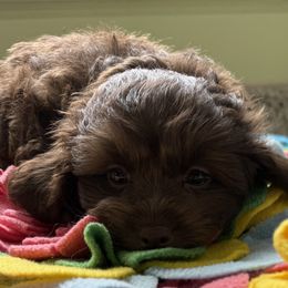 Maltese and Maltipoo Puppies from BeachRidge Pups