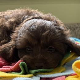 Maltese and Maltipoo Puppies from BeachRidge Pups