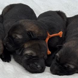 Orange - Sable male German Shepherd puppy in Buffalo, West Virginia from Z Tykev Vino LLC