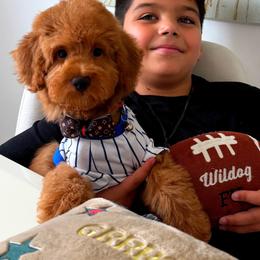 GEORGIE - Red male Maltipoo puppy in Sugar Land, Texas from Celebrity Maltipoos