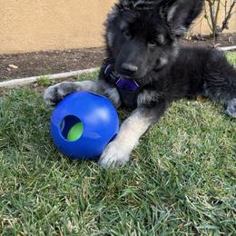 Shiloh Shepherd Puppies from The Mighty Quinn Shilohs