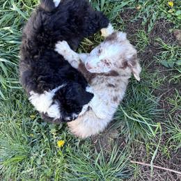 Aussiedoodle, Australian Shepherd, and Poodle Puppies from Love my doodles/ Aussiedoodle love