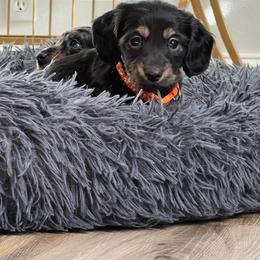Chewy - Black and tan male Dachshund puppy in Meridian, Id 83646 3658, Idaho from Boise Best Mini Dachshunds