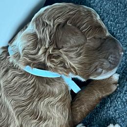Koi - Red  male Goldendoodle puppy in American Fork, Utah from Kym’s Micro Mini Goldendoodles