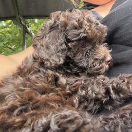 Mal-Shi, Maltese, Maltipoo, Poodle, and Shih Tzu Puppies from Joy-Fur Puppies