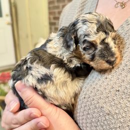 Black Collar - Silver-beige  male Poodle puppy in Rome, Georgia from Victoria’s Designer Doodles