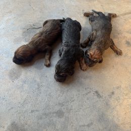 Boy 1 - Black and tan male Bloodhound puppy in Tahlequah, Oklahoma from HNH Hounds