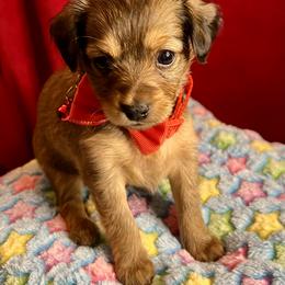 Prague Ratter Puppies from North Star Gem’s Prague Ratters